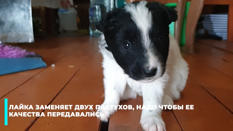 "Ненецкая лайка - достояние России"
