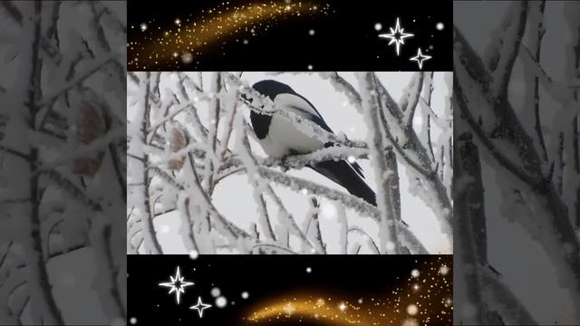 Сказочный зимний лес!