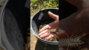 Выпускаем раков в Калужскую речку ! Много раков , раки в каждый водоем !