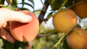 Персик Крест Хейвен(Chrest Haven) 07.09.2017г. persikovod.com