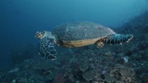 Музыку Моря Можно Слушать И Слушать Бесконечно. Главное В Этой Музыке То, Что Она Лечит Душу! )))