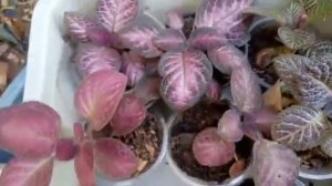 30 jenis bibit episcia