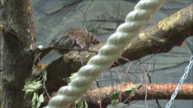 Императорские тамарины и малыши 20.10.18 смотреть онлайн