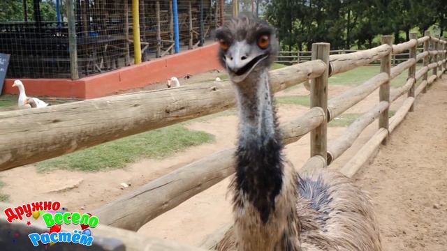 ХВОСТАТЫЕ И СМЕШНЫЕ: ВЕСЁЛАЯ ВИДЕОПОДБОРКА ПРО ЖИВОТНЫХ/ НОВЫЕ ПРИКОЛЫ 2023 / СМЕШНЫЕ ЖИВОТНЫЕ #3 смотреть онлайн