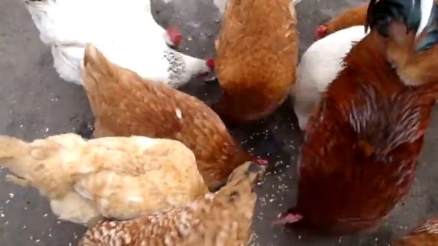 Кормление кур зерном пшеницы смотреть онлайн