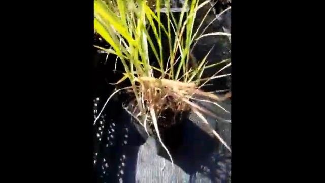 Pennisetum alopecuroides смотреть онлайн
