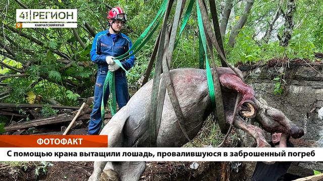 •ФОТО ФАКТ: С помощью крана вытащили лошадь, провалившуюся в заброшенный погреб• смотреть онлайн