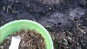 КАК ВЫРАСТИТЬ  МНОГО ГРИБОВ НА СВОЕМ УЧАСТКЕ