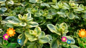 Тимьян (Чабрец) лимоннопахнущий Мистик Лемон. Краткий обзор thymus citriodorus Mystic lemon