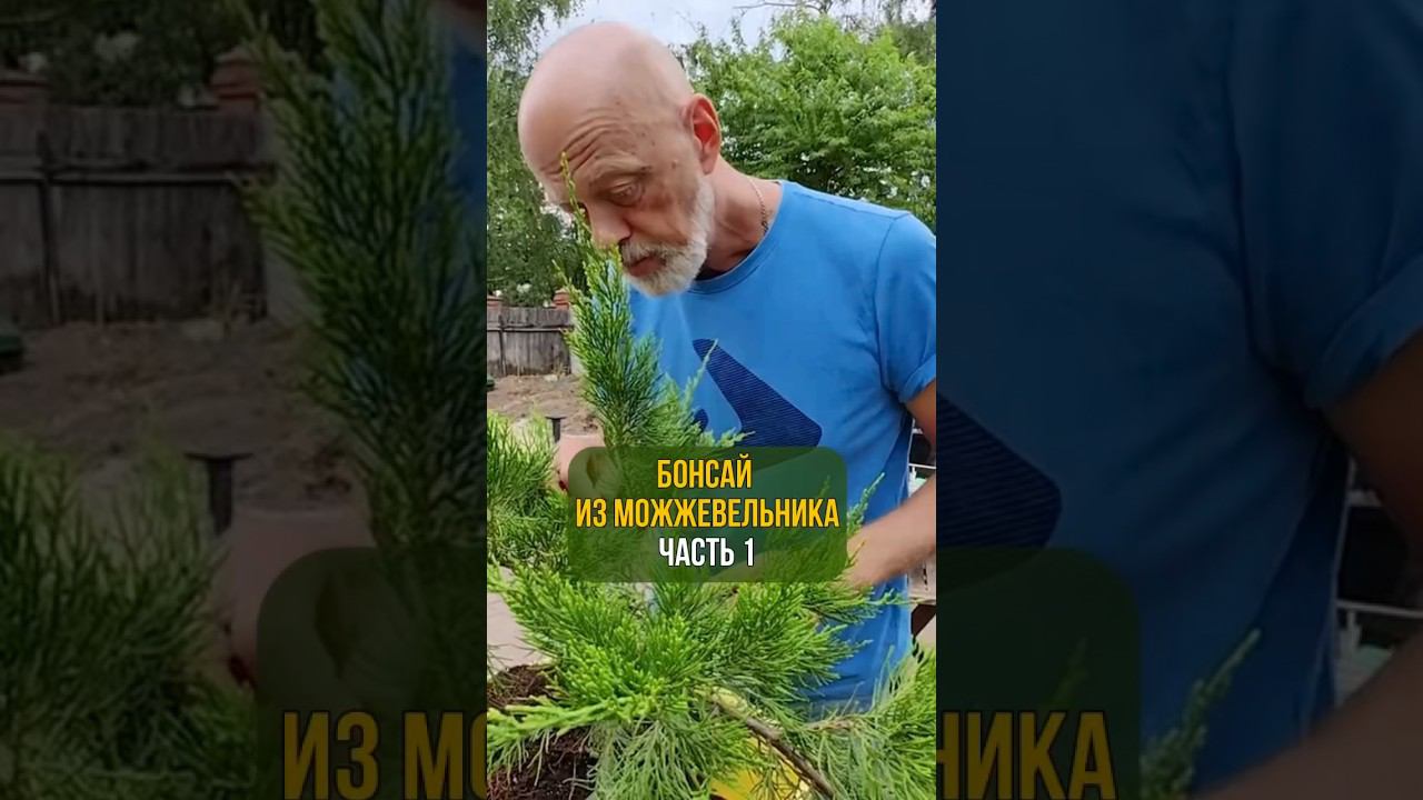 Бонсай из можжевельника. Часть 1