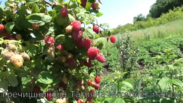 ТАДМОР прекрасный позднеспелый сорт малины смотреть онлайн