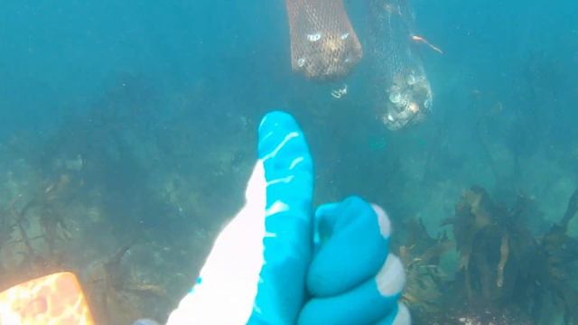 Ama Diving Video (November 2021) Sazae Fishing смотреть онлайн