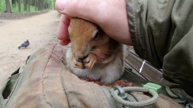 Про копию Ушастика и копию Длинноухого