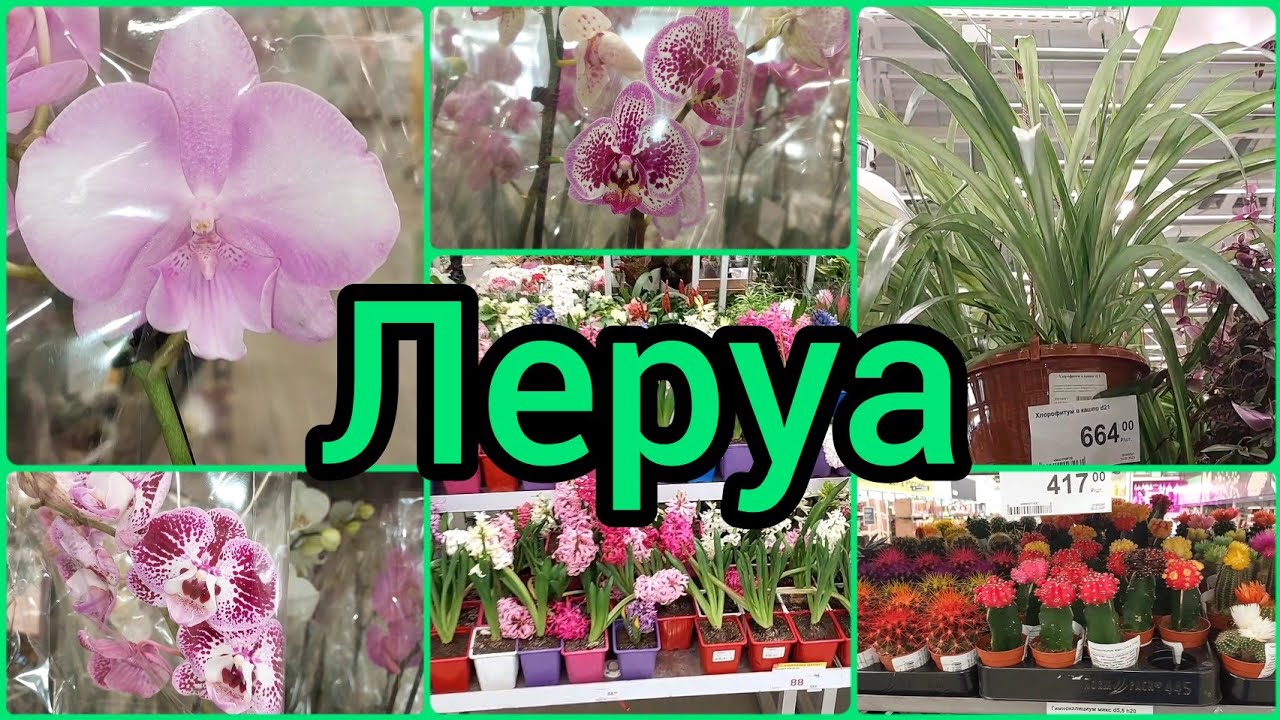 17.02.23?Нашла БРИЛЛИАНТ в #ЛеруаМерлен Свежий завоз #Липецк #цветы #растения #орхидеи #фаленопсис