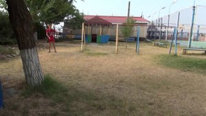 Ястреб тетеревятник Альфа дрессировка 1