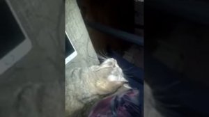 Как успокоить кошку во время течки?