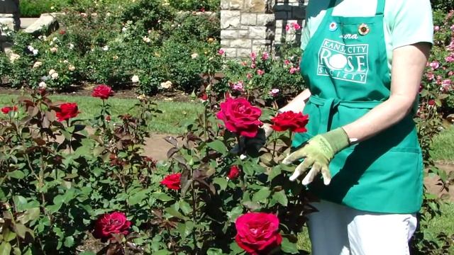 Mr Lincoln, Hybrid Tea Rose смотреть онлайн