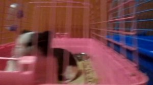 सेंद्रीय आहार डुकरांना एक उत्तम आहारातील आहार, पशू खाद्य Морские свинки.mp4