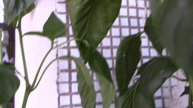 Мой огород на балконе 2 августа. Огурцы на балконе. Помидоры на балконе. смотреть онлайн