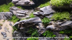 Кислотность pH воды в аквариуме. Норма, влияние, контроль