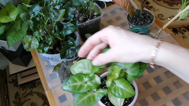 Сингониумы часть 1 смотреть онлайн