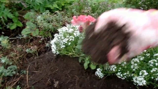АЛЬПИЙСКАЯ ГОРКА своими руками.Что растет и что посадить? Многолетники и однолетники