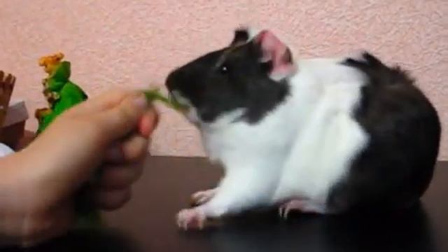 Как хрюша Берта любит траву смотреть онлайн