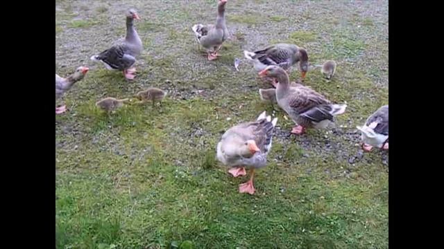 Усадьба Великого Устюга Усадьба Арлазорова. Гусиная жизнь в Усадьбе. смотреть онлайн