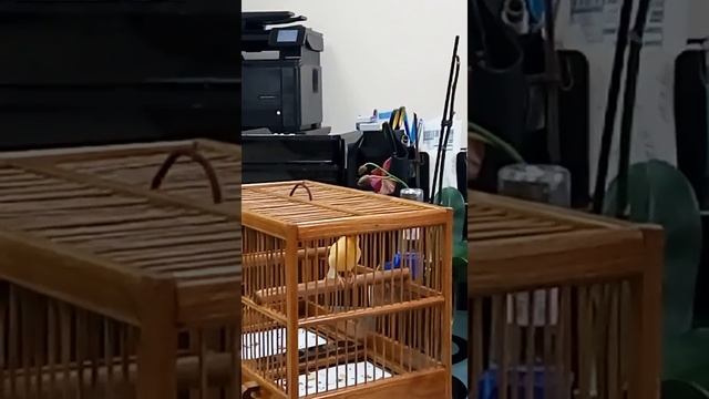 Пение кенаря. Песни канарейки. Трио: кенарь, розелла и коноплянка