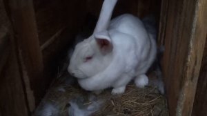 Почему крольчиха отказалась от крольчат
