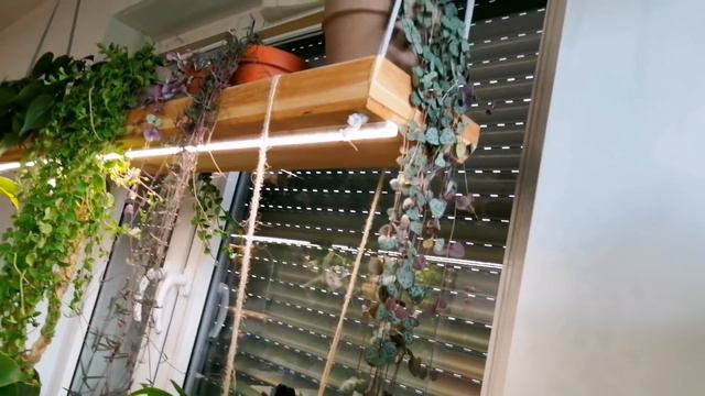  Co wisi u mnie w salonie?   Mini houseplant tour 