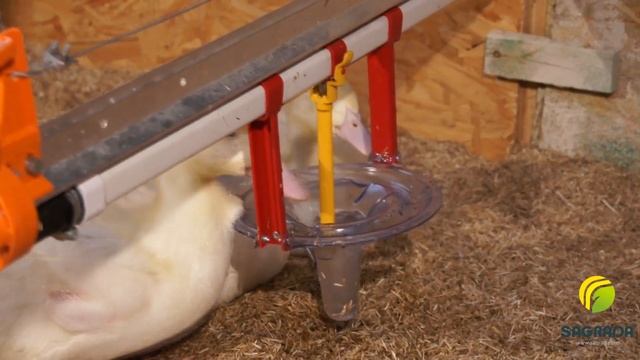 Поение для уток SAGRADA смотреть онлайн