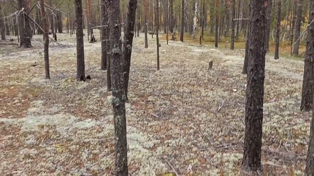 Я сегодня в тайге. Собираю белые грибы. На грибах можно заработать! смотреть онлайн