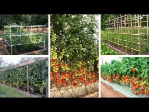 60 вариантов Шпалер для помидоров своими руками