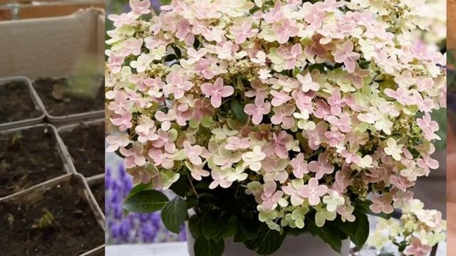 УРА , УРА, ПРИШЛА ПОСЫЛКА С ГОЛУБЫМ МАКОМ "МЕКОНОПСИС " ???? смотреть онлайн