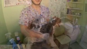 Обработка животных от блох и клещей.