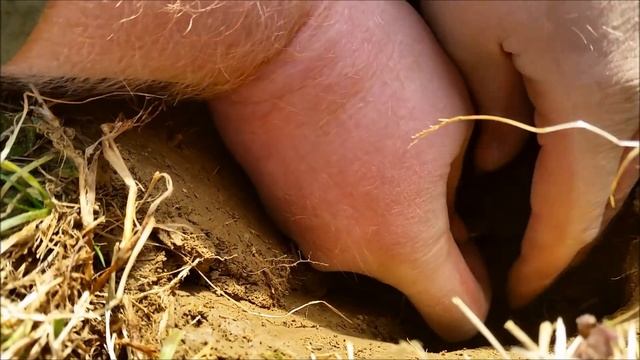 Metal Detecting Coins!! NEL Storm Coil | Silver & Gold смотреть онлайн