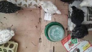 Польза сладкой воды для цыплят//Как давать воду с сахаром цыплятам, утятам, индюшата.