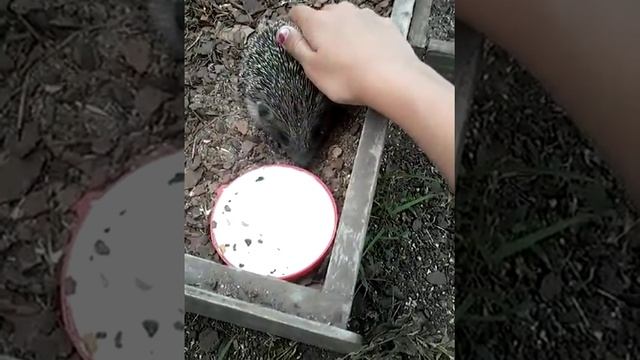 Нашли 2 ёжика один актиный убежал а другой вялый етот смотреть онлайн