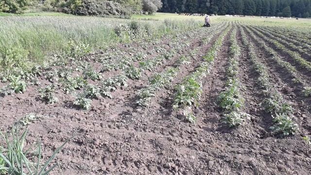 Прополка междурядий и второе окучивание картошки.