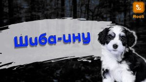 Шиба Ину: особенности породы и важные факты, которые вам следует знать