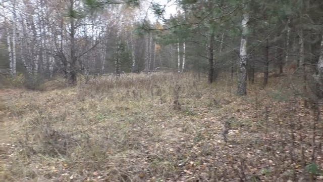 ГРИБЫ НОЯБРЯ! Хожу брожу КОРЗИНУ НАХОЖУ! смотреть онлайн