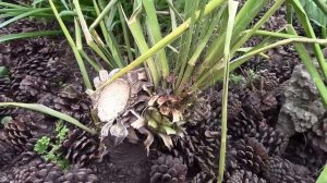 Юкка садовая.  Как посадить? Причина посадки юкки.