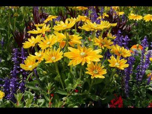 ДАЧА В ЦВЕТАХ. КАК ХОРОШИ ЦВЕТЫ  НА ДАЧЕ