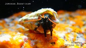 2cm crab with Olympus stylus TG-2 super macro.