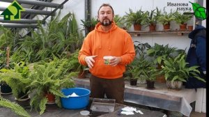 Для суставов и почек, красоты и мужской силы... сеем СЕЛЬДЕРЕЙ! Просто и надежно!