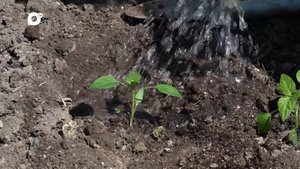 Дачный десант / 12.05.24