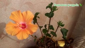 Почему не стоит покупать гибискусы в магазине?