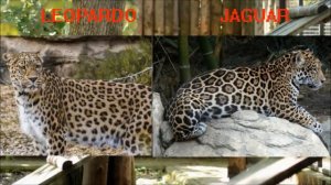 Diferencias entre el jaguar el Leopardo y Guepardo