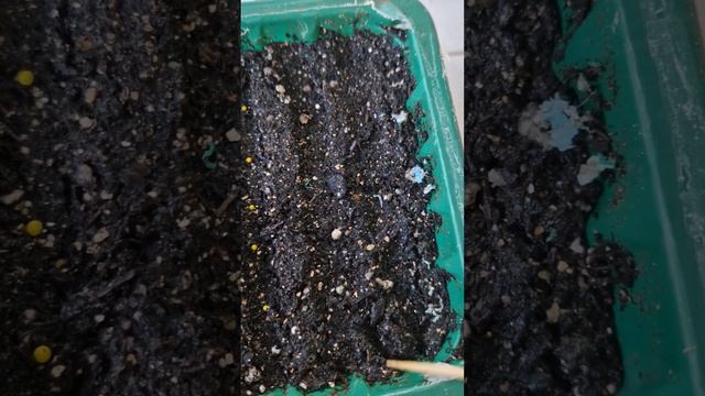 Февральские посевы петунии. #рассада смотреть онлайн